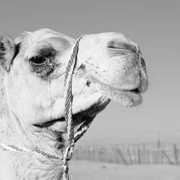 Umman boş dörtte çöl gökyüzüne yakın bir ücretsiz dromedary içinde — Stok fotoğraf