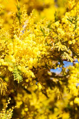 yaban hayatı Mimoza bitki ve ağaç  