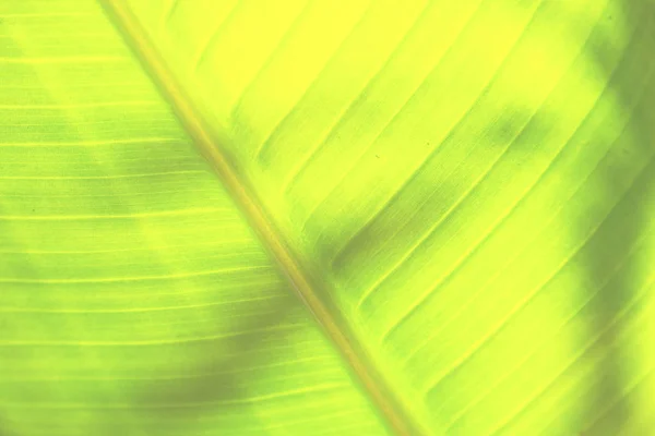 The  leaf close up   like abstract background — Stock Photo, Image