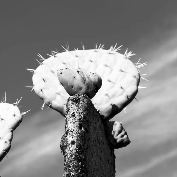 Na África do Sul céu nuvem e cacto — Fotografia de Stock