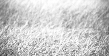 soyut çimenler gibi arka plan bulanıklık  