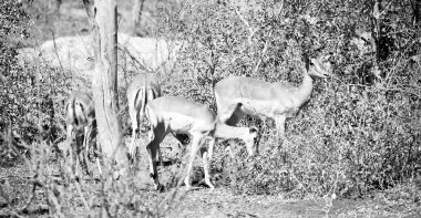  Kış ormanda vahşi Impala