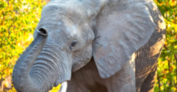 En Afrique du Sud réserve naturelle sauvage et éléphant — Photo