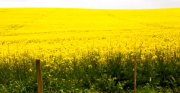 In Sudafrica primo piano del campo di colza — Foto Stock