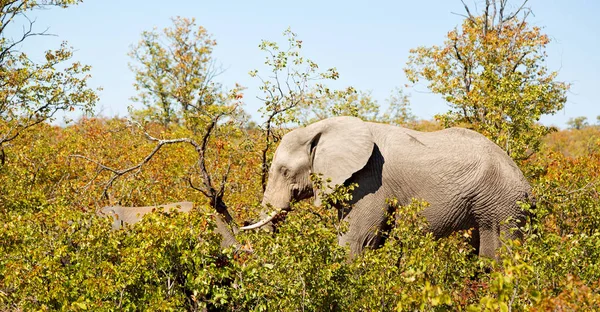 En Afrique du Sud réserve naturelle sauvage et éléphant — Photo