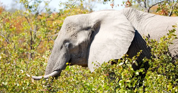 En Afrique du Sud réserve naturelle sauvage et éléphant — Photo