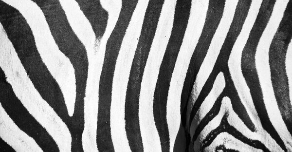  wild zebra skin abstract background