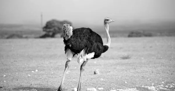 In south africa     wildlife  nature  reserve and   ostrich — Stock Photo, Image