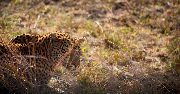 I Sydafrika kruger nationalpark vilda leopard — Stockfoto