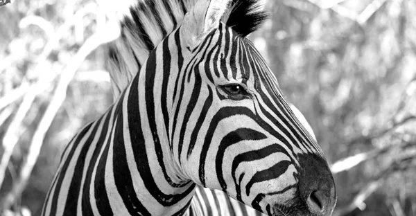 Na África do Sul reserva natural de vida selvagem e zebra — Fotografia de Stock