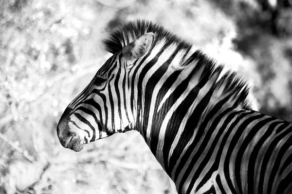 Na África do Sul reserva natural de vida selvagem e zebra — Fotografia de Stock