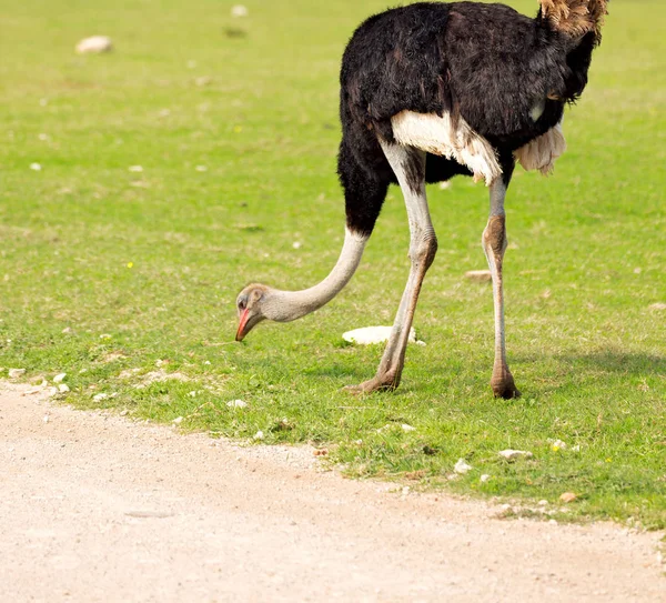 In south africa     wildlife  nature  reserve and   ostrich — Stock Photo, Image