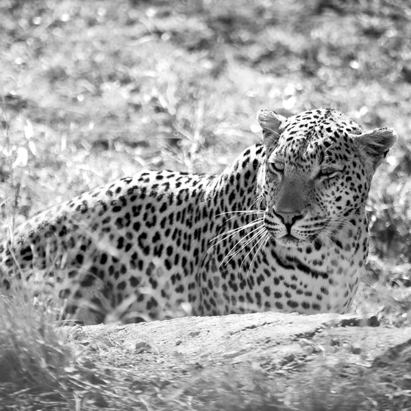 Güney Afrika kruger doğal park vahşi leopar — Stok fotoğraf