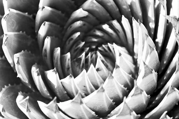 Абстрактный лист кактуса растения и света — стоковое фото