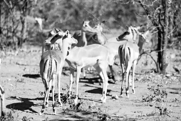 Impala selvagem no arbusto de inverno — Fotografia de Stock