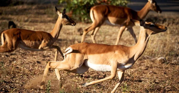 Divoké impala v zimě bush — Stock fotografie