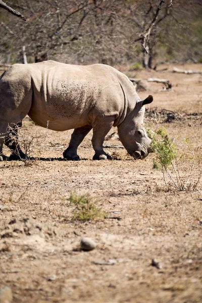 In south africa     wildlife     reserve and   rhinoceros — Stock Photo, Image