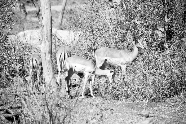 Wilde Impala im Winterbusch — Stockfoto