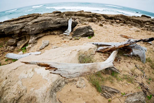 У Південній Африці відділення Мертве дерево берегової лінії — стокове фото