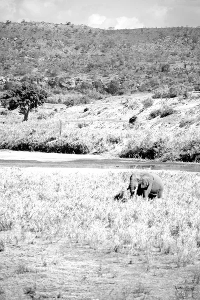 In Sudafrica elefante selvatico — Foto Stock