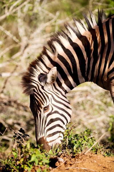 En Afrique du Sud réserve naturelle faunique et zèbre — Photo