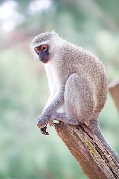 In Südafrika Wildtiere Natur und Affen — Stockfoto
