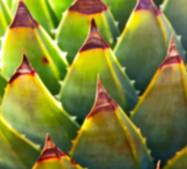 Hoja abstracta de cactus planta y luz — Foto de Stock