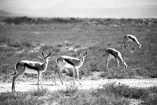 Impala selvatica e il cespuglio invernale — Foto Stock