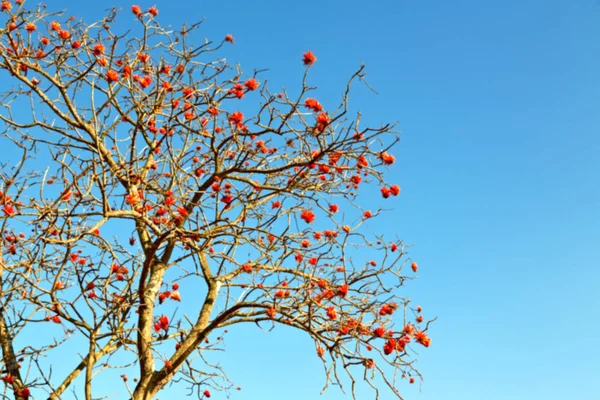 Perto da planta de flor e céu claro — Fotografia de Stock