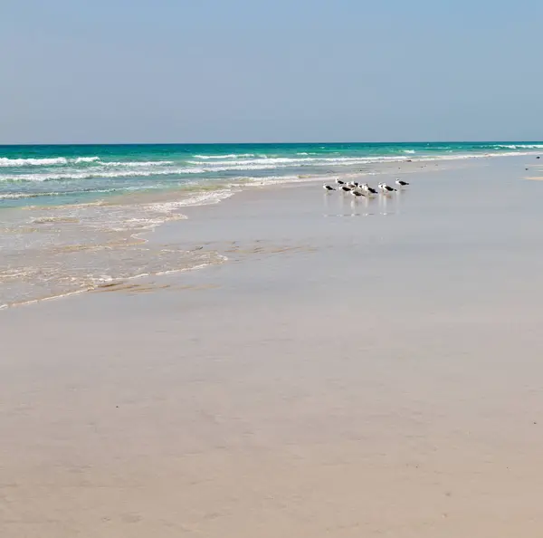 En oman costa de salalah la montaña y el mar gaviota lleno —  Fotos de Stock