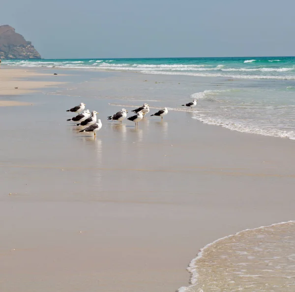 In oman coastline of salalah the mountain and sea seagull full — Stock Photo, Image