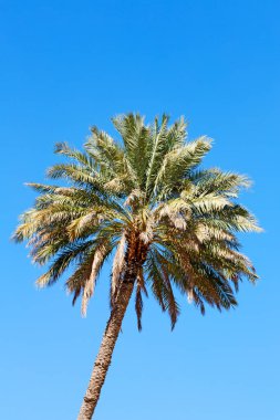 Umman palmiye ve berrak gökyüzü