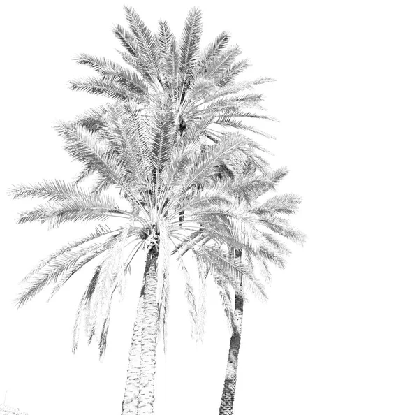 На пальме и в ясном небе — стоковое фото
