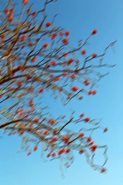 Detail květu rostlin a jasná obloha — Stock fotografie