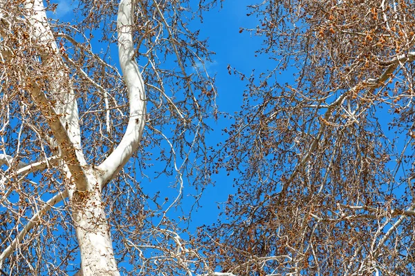 Árvore e a luz do céu — Fotografia de Stock