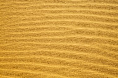 Afrika kahverengi kumul   