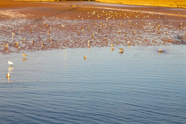 Abstracto en el mar de Marruecos África Océano ola y pájaro — Foto de Stock