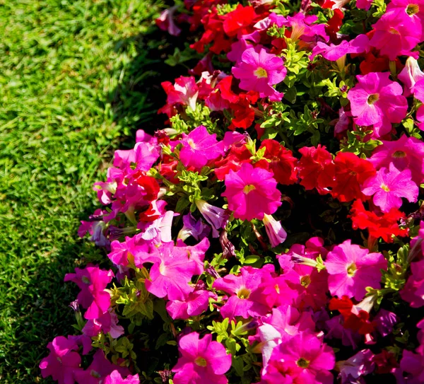 In oman fiori e giardino i colori primaverili — Foto Stock