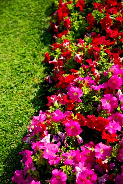 In oman flowers and garden  the spring colors — Stock Photo, Image