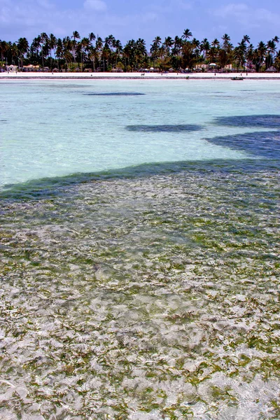 Море водоросли пляж острова небо и парусный спорт — стоковое фото