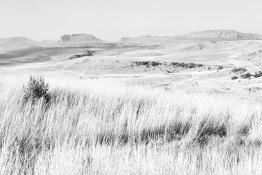   Güney Afrika'da kara çalı ve ağaç 