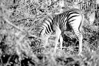   Güney Afrika yaban hayatı doğa rezerv ve zebra