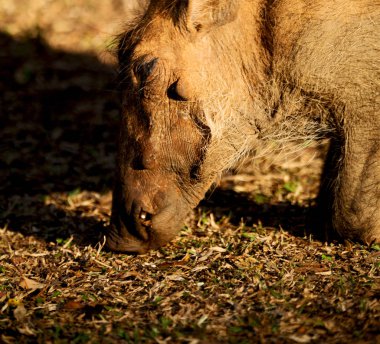  Güney Afrika yaban hayatı rezerv ve yaban domuzu