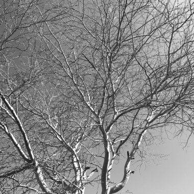  eski ağaç ve berrak gökyüzü onun şubeleri