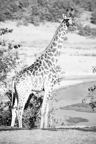 Na África do Sul reserva de vida selvagem e girafa — Fotografia de Stock