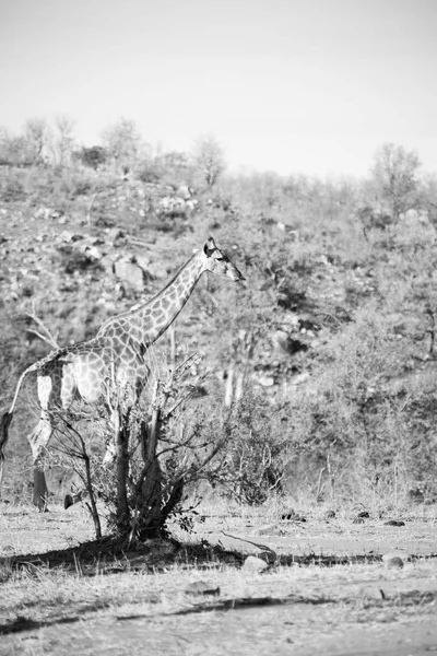 Na África do Sul reserva de vida selvagem e girafa — Fotografia de Stock