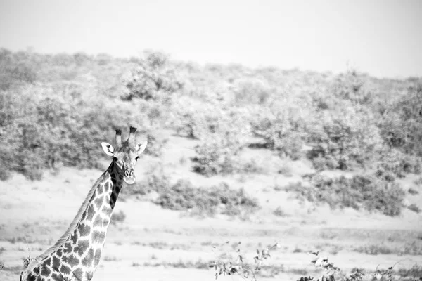 Na África do Sul reserva de vida selvagem e girafa — Fotografia de Stock