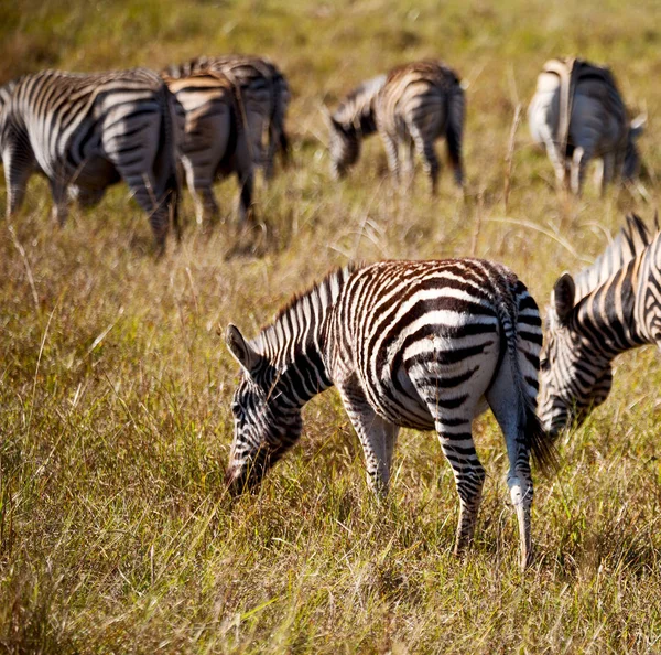 En Afrique du Sud réserve naturelle faunique et zèbre — Photo