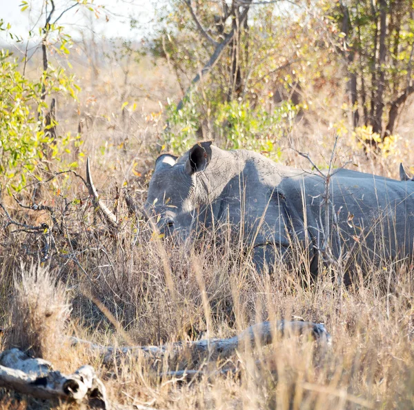 V Jižní Africe wildlife reserve a nosorožci — Stock fotografie