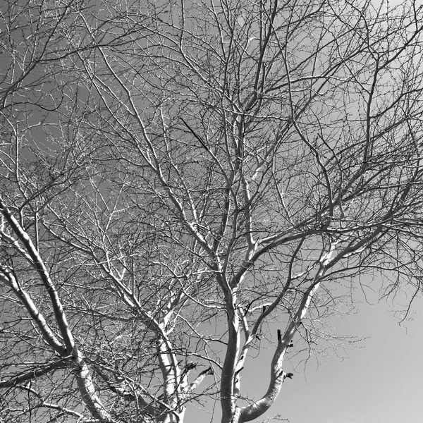 Старое дерево и ветви его на ясном небе; — стоковое фото